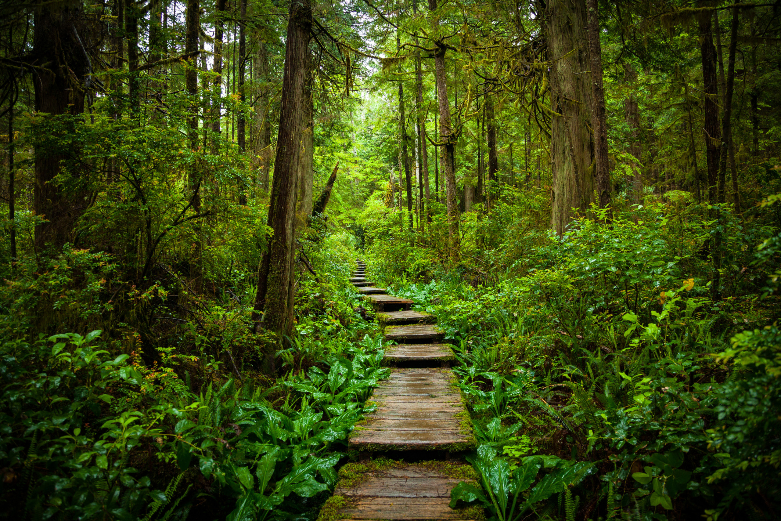 A stairway to isolation, deep in the Olympic forests.