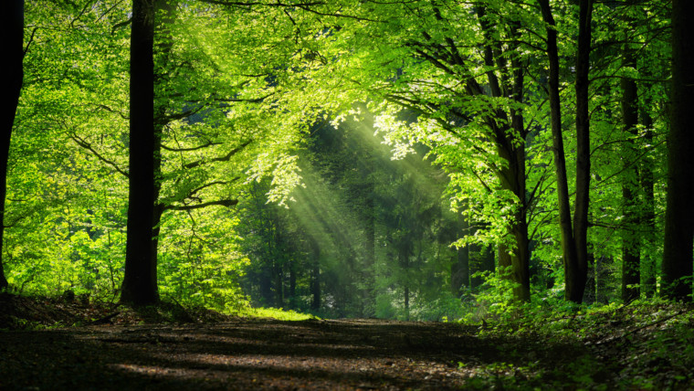 1 Kings 5:1 – 6:38 | The Old Testament | Bible Insights