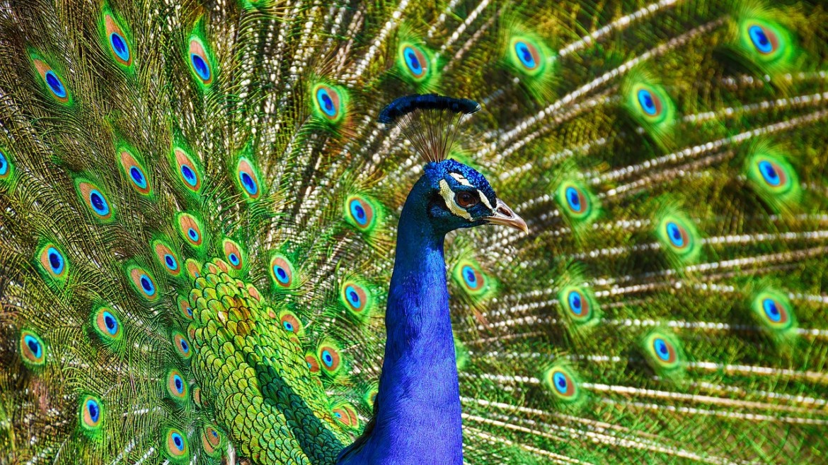 peafowl