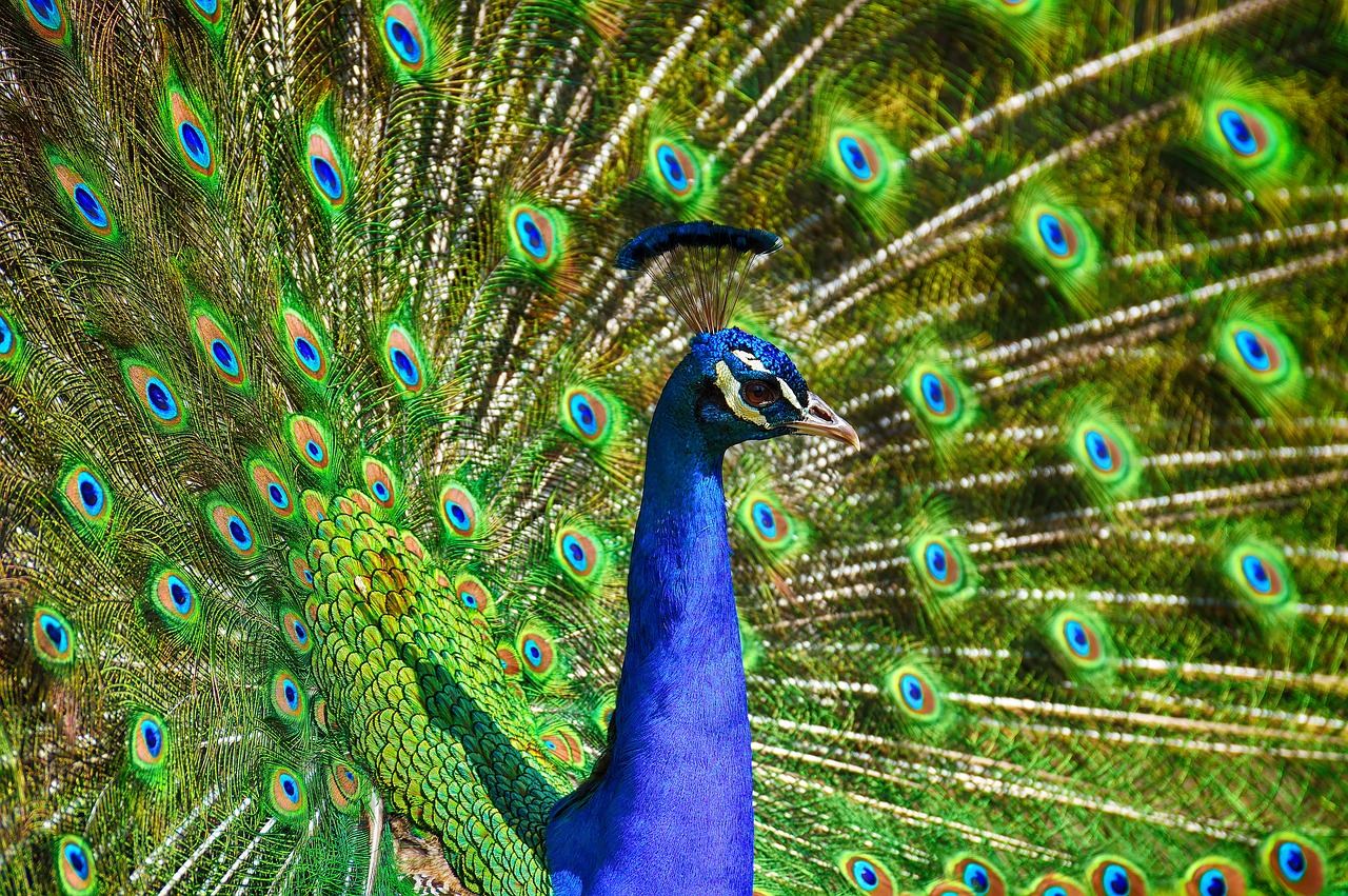 peafowl